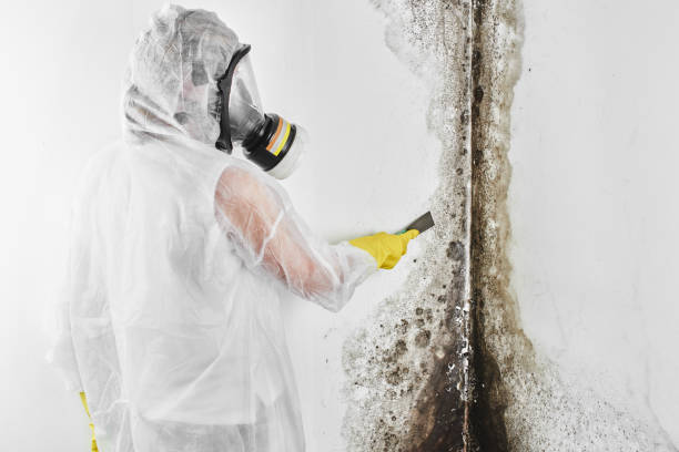 Best Mold Cleaning Services  in Live Oak, TX