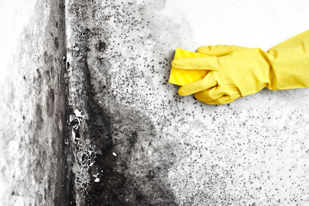 Best Fast Mold Removal  in Live Oak, TX