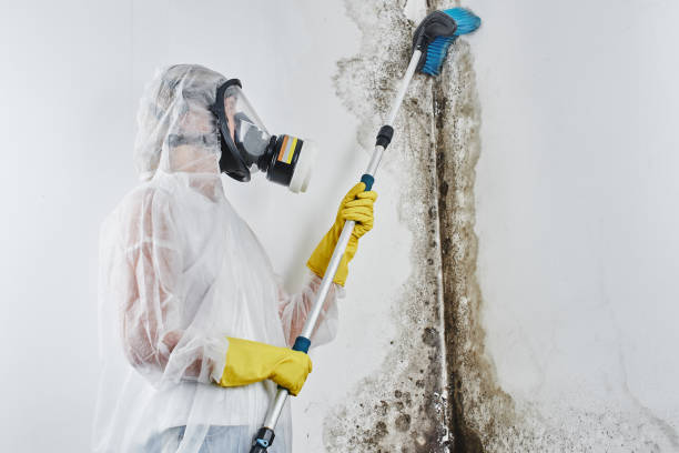 Best Mold Testing  in Live Oak, TX