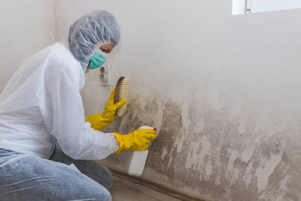 Best Black Mold Removal  in Live Oak, TX