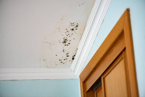 Best Residential Mold Removal  in Live Oak, TX