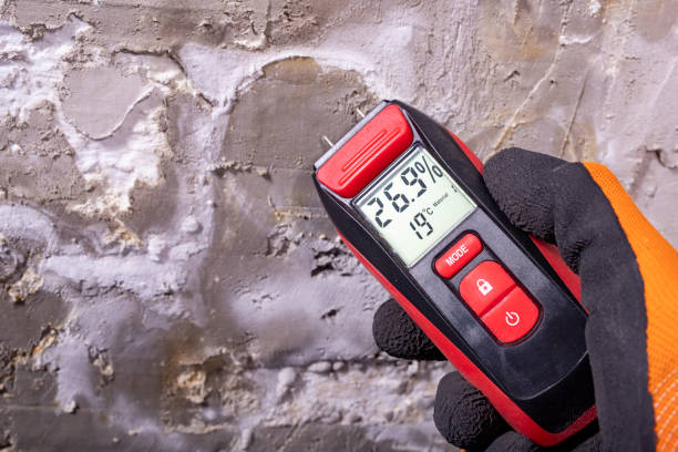 Best Mold Damage Repair  in Live Oak, TX