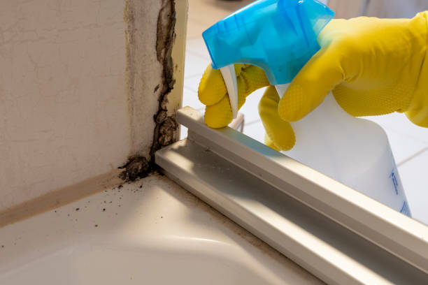 Best Emergency Mold Removal  in Live Oak, TX