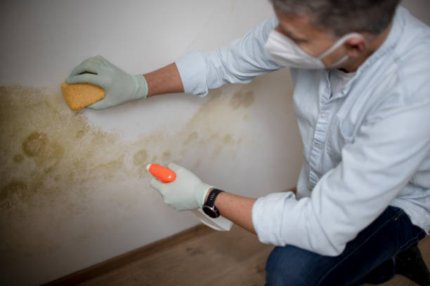 Best Black Mold Removal  in Live Oak, TX