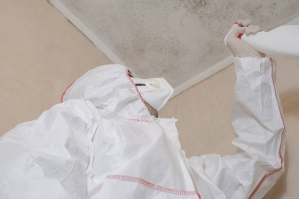 Best Local Mold Removal Service  in Live Oak, TX