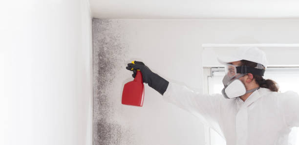 Best Commercial Mold Removal  in Live Oak, TX