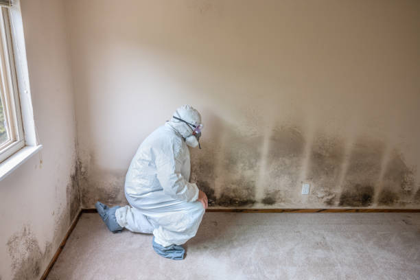 Best Same-Day Mold Removal  in Live Oak, TX