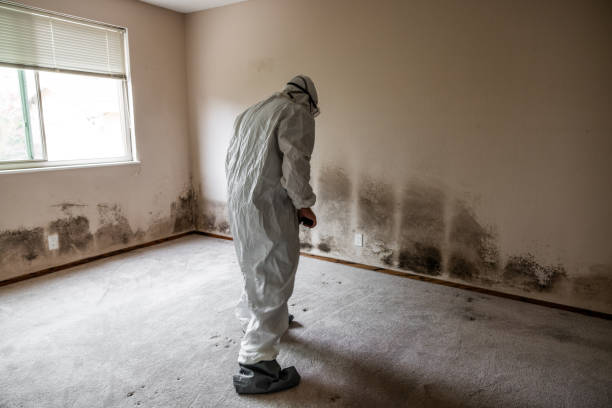 Best Commercial Mold Removal  in Live Oak, TX