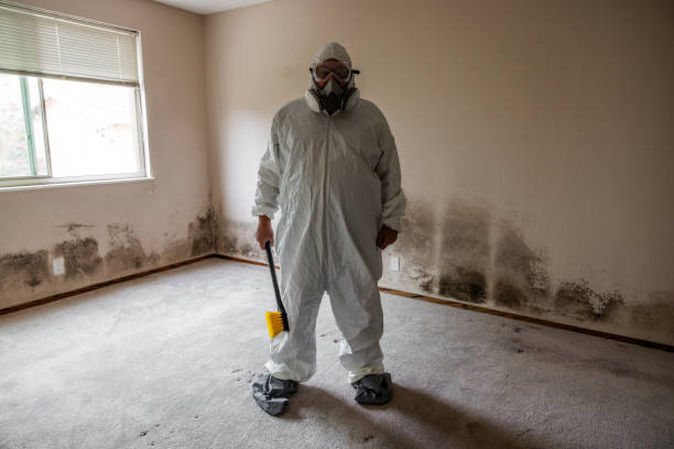 Best Mold Removal Company Near Me  in Live Oak, TX