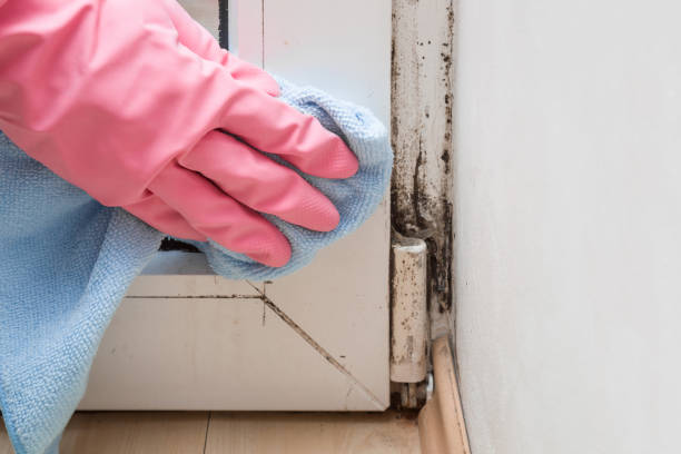 Best Local Mold Removal Service  in Live Oak, TX